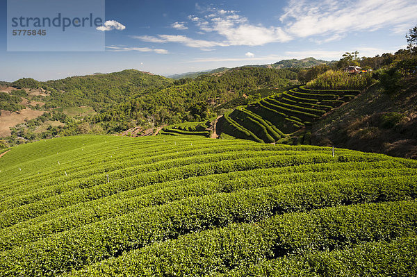 Oolong Teeplantage  bei Mea Salong  Nordthailand  Thailand  Asien