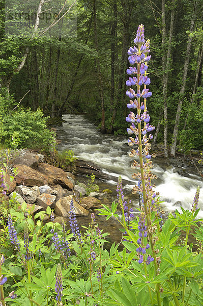 Wild mehrjährige Lupinen (Lupinus Perennis) und Cheekye River  Coast Range  British Columbia  Kanada