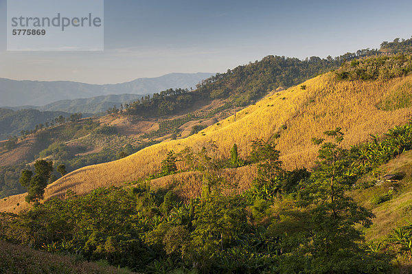 Landschaft  abgeerntete Maisfelder  Nordthailand  Thailand  Asien