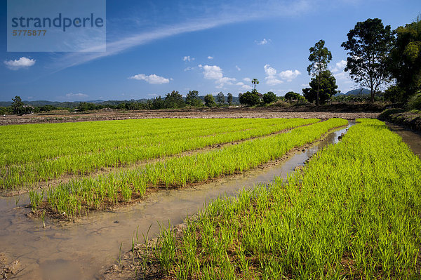 Reispflanzen im Wasser  Reisanbau  Nordthailand  Thailand  Asien