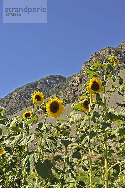 Sonnenblumen (Helianthus Annuus) und Okanagan Mountain Range  Keremeos  British Columbia  Kanada