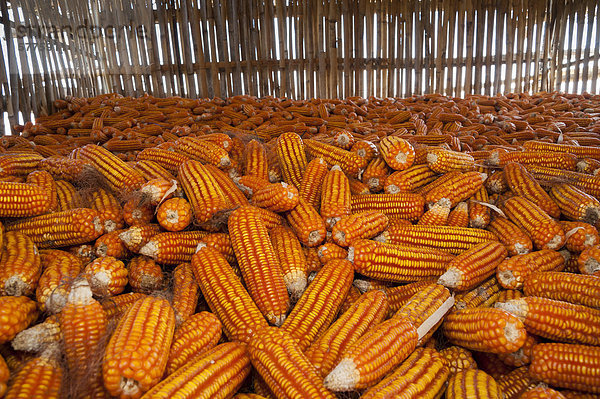 Maiskolben zum Trocknen ausgelegt  Thailand  Asien