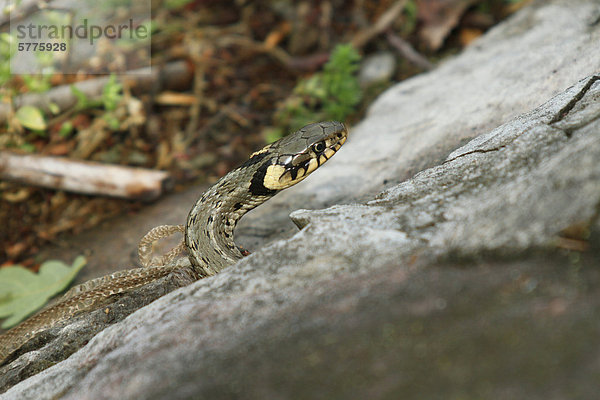 Ringelnatter (Natrix natrix) mit abgestreifter Schlangenhaut  Plattensee  Ungarn  Europa