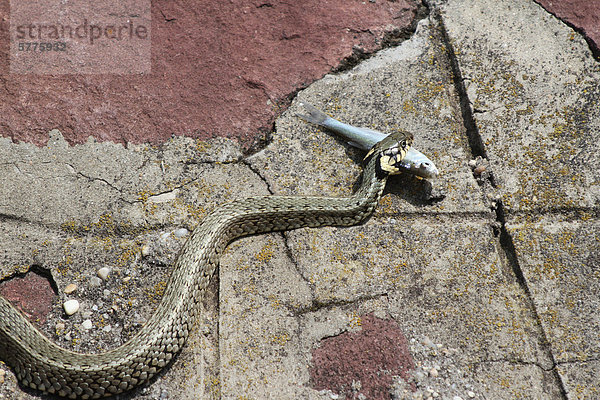 Ringelnatter (Natrix natrix) mit erbeutetem Moderlieschen (Leucaspius delineatus)  Plattensee  Ungarn  Europa