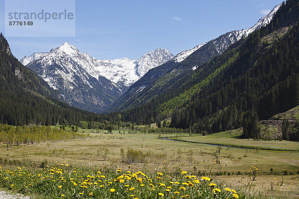 Tettermoos im Untertal  Naturpark Sölktäler  Schladminger Tauern  Obersteiermark  Steiermark  Österreich  Europa