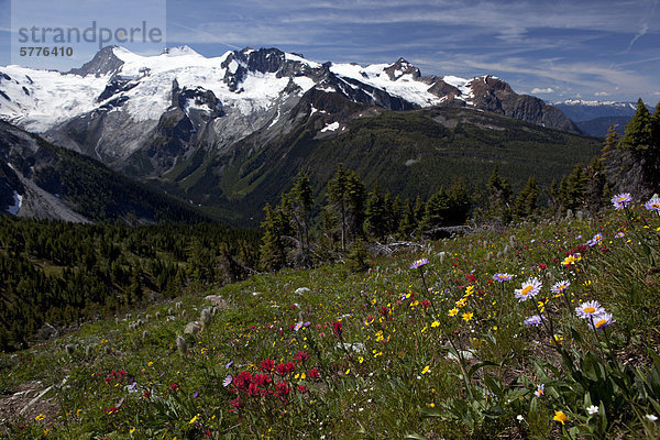 Wiesen und Hufeisen-Gletscher  Jumbo-Pass  Purcell Mountains  British Columbia  Kanada