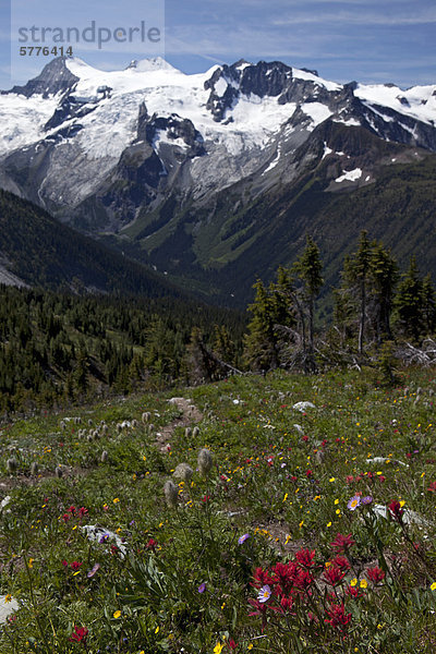 Wiesen und Hufeisen-Gletscher  Jumbo-Pass  Purcell Mountains  British Columbia  Kanada