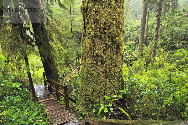 folgen Baum Holzweg Zeder British Columbia Kanada Regenwald Vancouver Island