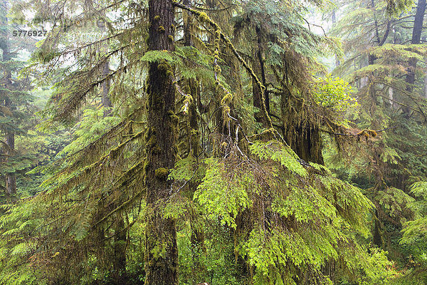 Alten Regenwaldes  Western Red Cedar Bäume Lebensbaum (Thuja Plicata)  Pacific Rim National Park  Vancouver Island  British Columbia  Kanada.
