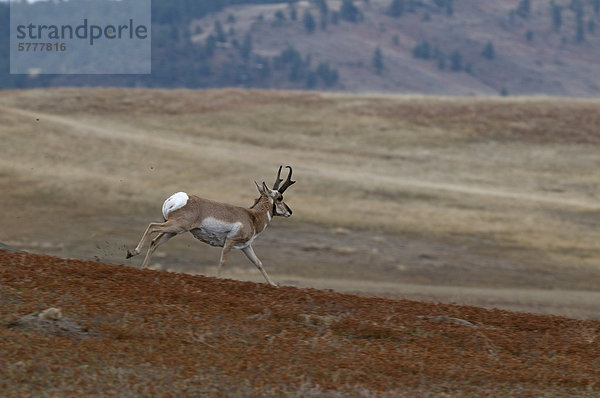 Gabelbock (Antilocapra Americana). schnellste Landsäugetier in der westlichen Hemisphäre  Theodore-Roosevelt-Nationalpark (North Dakota)