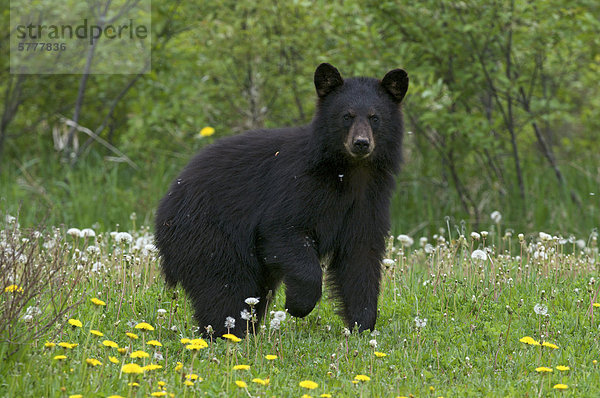 Wilde amerikanische Schwarzbär im Sommer Gräser im Quetico Provincial Park  Ontario.