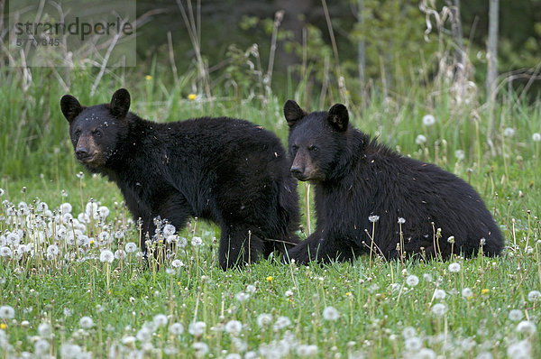 Wild unreifen amerikanischer Schwarzbär (Ursus Americanus)  Quetico Provincial Park  Ontario