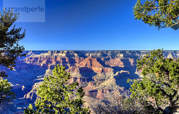 Grand Canyon South Rim  Arizona  USA