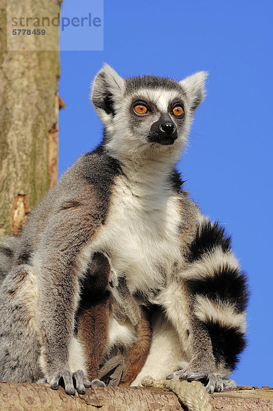 Katta (Lemur catta)  Weibchen mit vier Tage alten Jungtieren  Vorkommen auf Madagaskar  captive  Niederlande  Europa