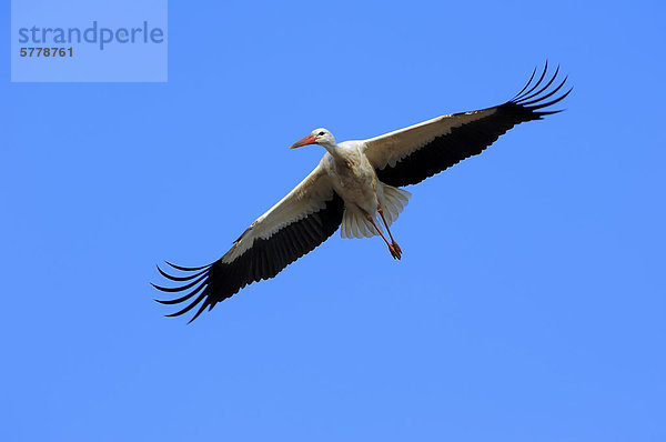 Weißstorch (Ciconia ciconia)  im Flug  Nordrhein-Westfalen  Deutschland  Europa