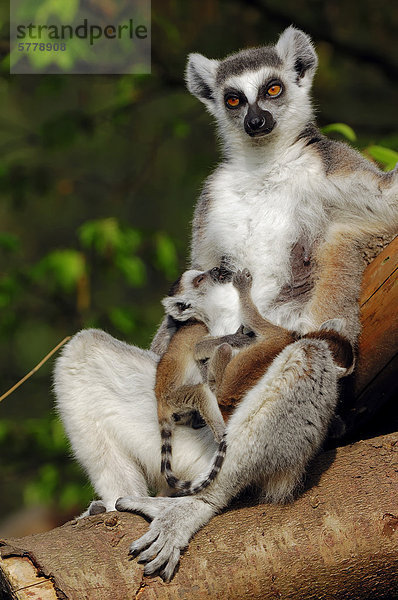 Katta (Lemur catta)  Weibchen mit Jungtier  Vorkommen auf Madagaskar  captive  Deutschland  Europa