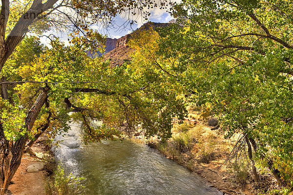 North Fork  Virgin River  der Zion Nationalpark  Utah  USA