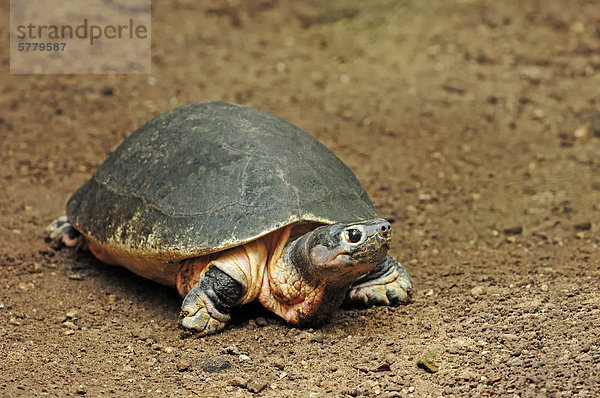 Borneo-Flussschildkröte (Orlitia borneensis)  Vorkommen in Asien  captive  Belgien  Europa
