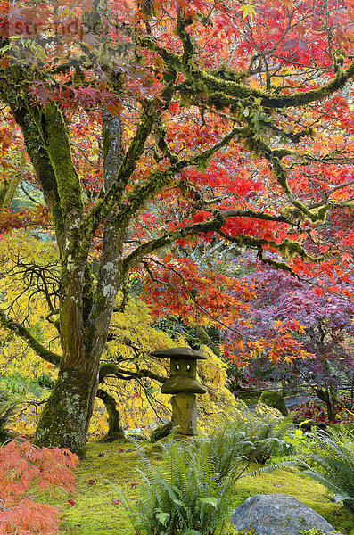 Japanische Stein Laterne und Herbst Farbe  der japanische Garten  Butchart Gardens  Brentwood Bay  Vancouver Island  British Columbia  Kanada