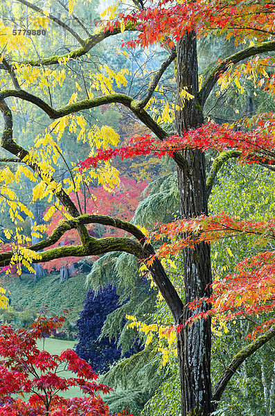 Herbst Farbe  der versunkene Garten  Butchart Gardens  Brentwood Bay  Vancouver Island  British Columbia  Kanada