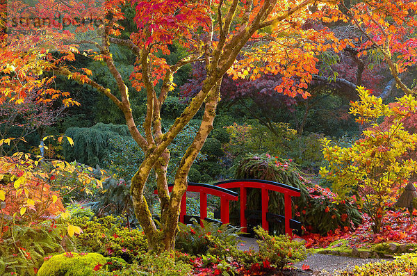 Rote Brücke und Herbst Farbe  der japanische Garten  Butchart Gardens  Brentwood Bay  Vancouver Island  British Columbia  Kanada