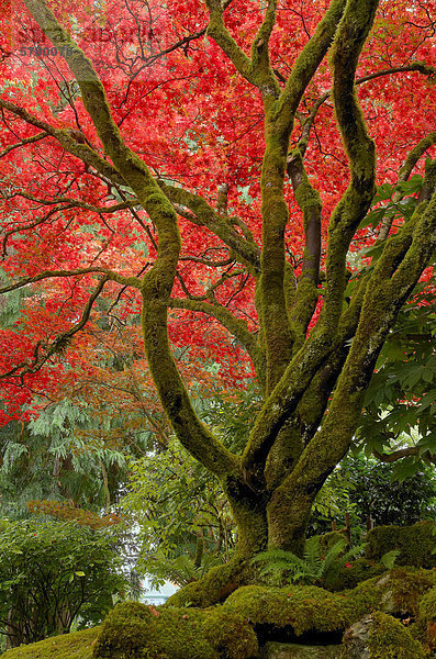Herbst Farbe  der japanische Garten  Butchart Gardens  Brentwood Bay  Vancouver Island  British Columbia  Kanada