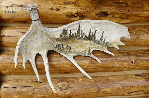 streichen streicht streichend anstreichen anstreichend Elch Alces alces Geweih British Columbia Kanada