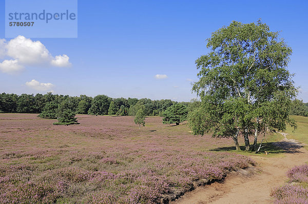 Hängebirke  Hänge-Birke  Sandbirke  Weißbirke  Weiß-Birke (Betula pendula  Betula alba  Betula verrucosa)  in blühender Heidelandschaft  Westruper Heide  Nordrhein-Westfalen  Deutschland  Europa