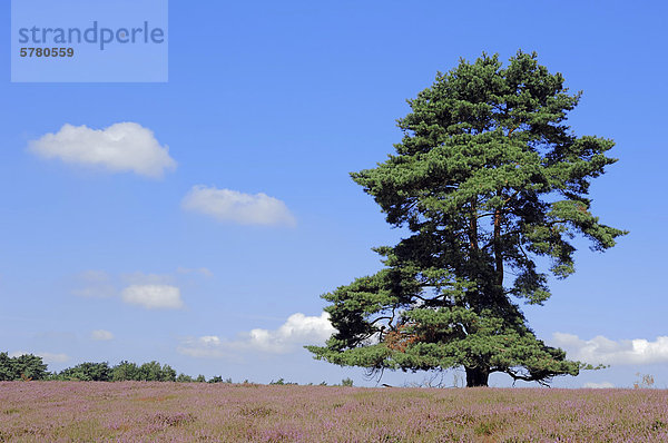 Gemeine Kiefer oder Föhre (Pinus sylvestris)  in blühender Heidelandschaft  Westruper Heide  Nordrhein-Westfalen  Deutschland  Europa