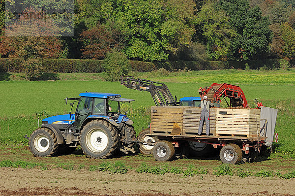 Bauer mit Traktor oder Trecker bei der Karottenernte  Nordrhein-Westfalen  Deutschland  Europa