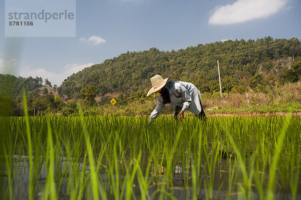 Bäuerin mit Hut  Arbeit im Reisfeld  Reispflanzen im Wasser  Reisanbau  Nordthailand  Thailand  Asien