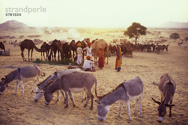 Kamel Hirten auf der Pushkar Camel Fair in Pushkar  Rajasthan  Indien