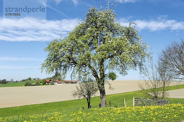 Landschaft bei Perach  Holzland  Oberbayern  Bayern  Deutschland  Europa