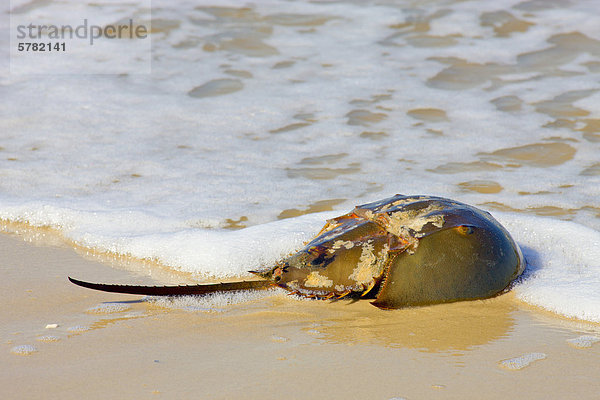 Atlantic Pfeilschwanzkrebse  (Limulus Polyphemus) kommen an Land zu legen Eier  East Point  Deleware Bay  New Jersey  Vereinigte Staaten