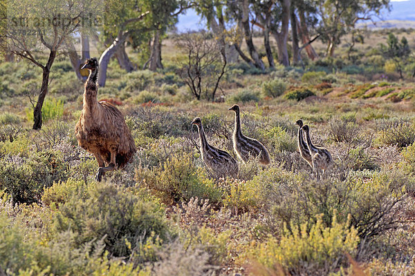 Großer Emu (Dromaius novaehollandiae)  ausgewachsenes Männchen mit Jungvögeln  steht in der Vegetation  Bundesstaat New South Wales  Australien