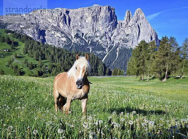 Pferd auf der Seiser Alm  Südtirol  Italien  Europa