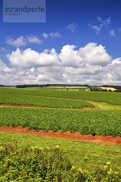 Potatoe Feld in Blüte  Crapaud  Prince Edward Island  Kanada