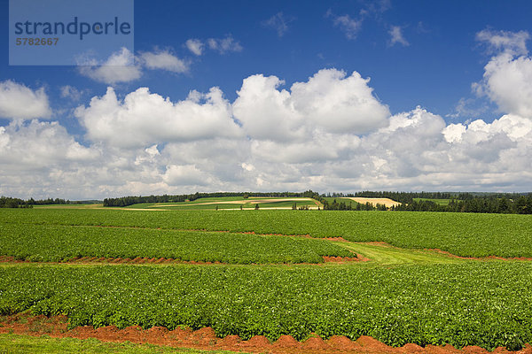 Potatoe Feld in Blüte  Crapaud  Prince Edward Island  Kanada