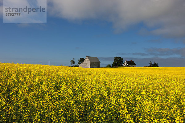 Bauernhof Hof Höfe blühen Feld Kanada Canola Prince Edward Island