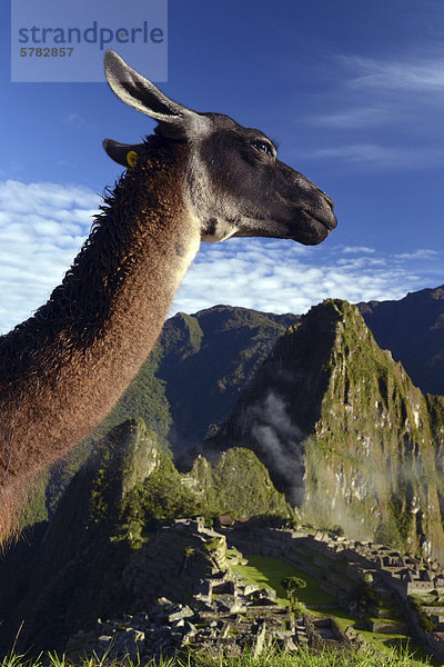 Lama (Lama glama) vor Machu Picchu  bei Cusco  Peru  Südamerika