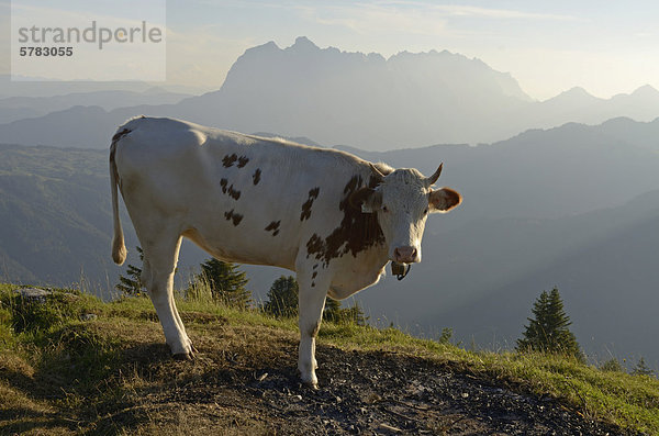 Kuh auf der Eggenalm vor dem Wilden Kaiser-Gebirge  Reit im Winkl  Chiemgau  Oberbayern  Bayern  Deutschland  Europa