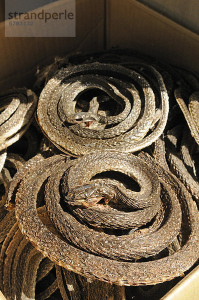 Getrocknete Schlangen  Dried Goods  Des Voeux Road  Hongkong Island  China  Asien