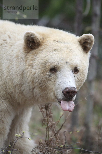 Kermode Bär (Ursus Americanus Kermodei)  auch bekannt als der Spirit Bear. Gerade Winterschlaf Fütterung auf neue Gras schießt. Am Skeena River  zwischen Kitwanga und Terrace  British Columbia