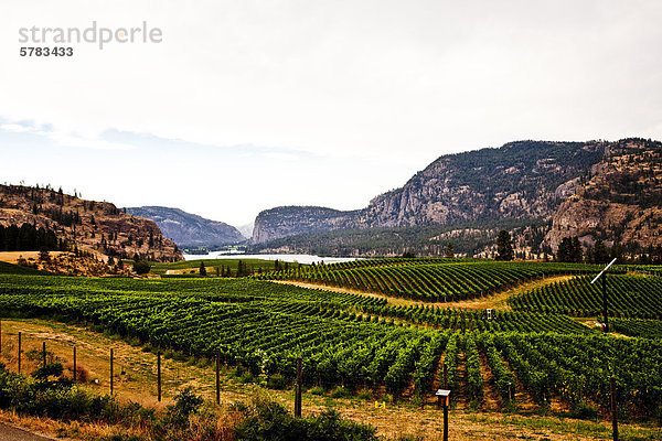 Weinberg am blauen Berg Weingut in der Nähe von Okanagan Falls  Okanagan Valley  BC  Kanada.
