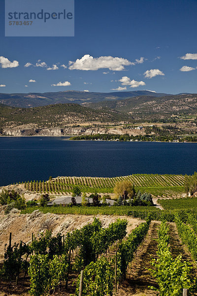 Naramata Bench Weinberge in der Nähe von Penticton  Okanagan Valley  BC  Kanada.