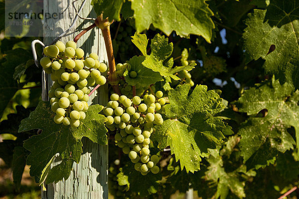 Junge Chardonnay-Trauben auf Reben  Meyer Familie Weinberge  Okanagan Valley  British Columbia