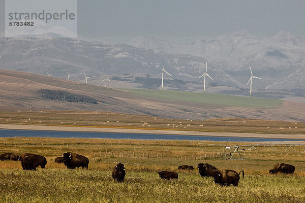 Bison Ranch und Stromerzeugung Windmühlen und in der Nähe von Pincher Creek  Alberta  Kanada.
