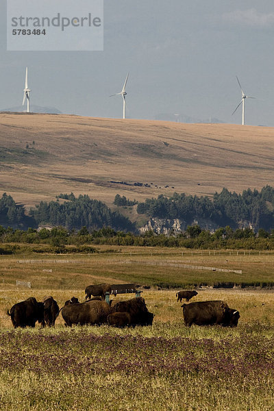 Bison Ranch und Stromerzeugung Windmühlen und in der Nähe von Pincher Creek  Alberta  Kanada.