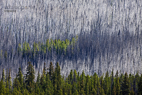 Leben Sie und verbrannten Sie Wald in der Region Cariboo Chilcotin British Columbia Kanada