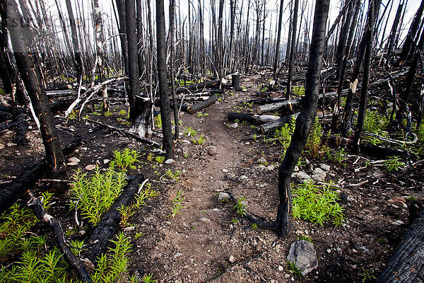 Regeneration von Waldboden nach Waldbrand